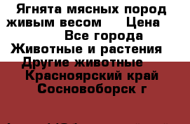 Ягнята мясных пород живым весом.  › Цена ­ 125 - Все города Животные и растения » Другие животные   . Красноярский край,Сосновоборск г.